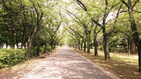Tatsumi_no_Mori_Green_Park_sakuratree