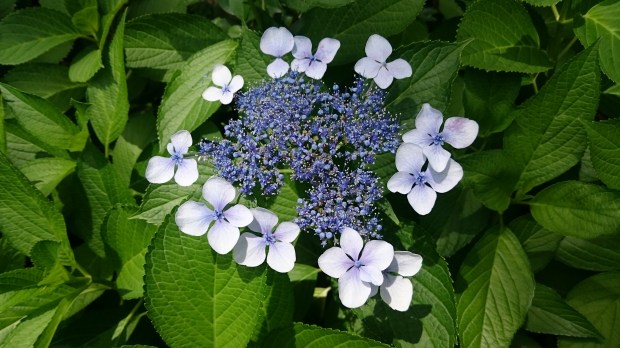hydrangea